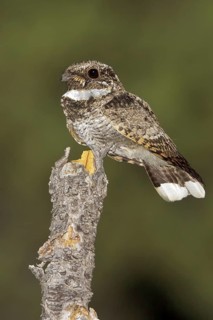 Common Poorwill (Phalaenoptilus nuttallii) perched on a branch in southern Arizona, USA