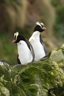 Erect-crested Penguin (Eudyptes sclateri), Antipodes Island, New Zealand