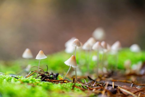 Milky mycena (Mycena galopus) mushroom in a forest in autumn, Bavaria, Germany