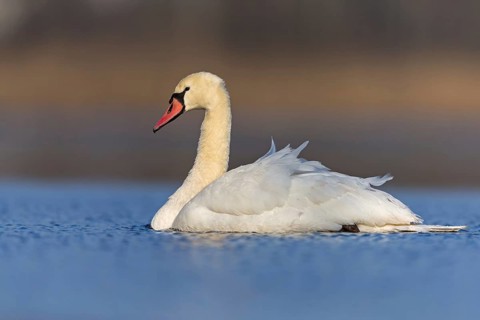 Höckerschwan, Mute Swan, Cygnus olor, Cygne tuberculé, Cisne Vulgar