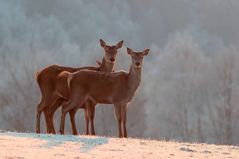 Three female red deer (Cervus elaphus) stand on a meadow covered in hoar frost in the faint light