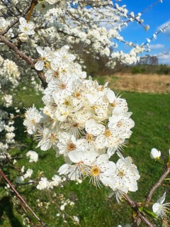 Flowering sloe, blackthorn (Prunus spinosa) in Ystad, Skåne county, Sweden, Scandinavia