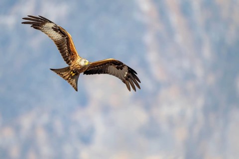Red kite (Milvus milvus), in flight, Münster, Tyrol, Austria