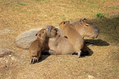 Capybara (Hydrochoerus hydrochaeris), capybara, adult, female, mother, young, on land, group,