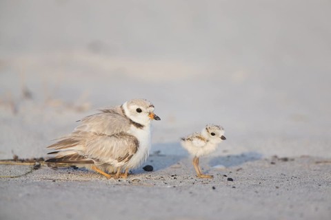 Piping Plover (Charadrius melodus) with chicks, Massachusetts, USA