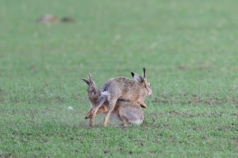 European hare (Lepus europaeus) mating season, so-called gathering time, hares fighting with each