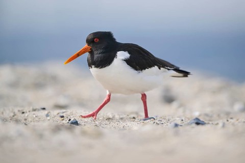 Eurasian oystercatcher (Haematopus ostralegus) on the beach, Düne, Helgoland, Schleswig-Holstein,
