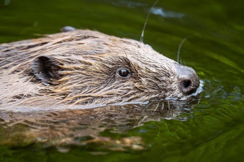 Eurasian beaver (Castor fiber) swimming on a lake, Bavaria, Germany