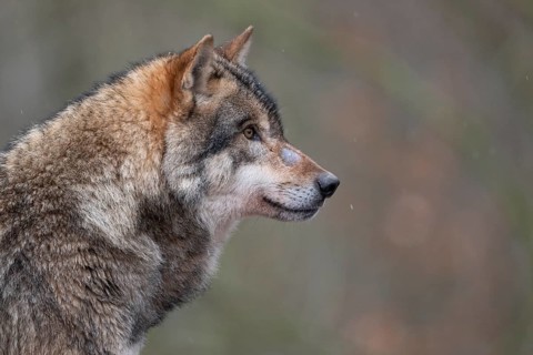 European Wolf (Canis lupus) adult portrait, Lower Saxony, Germany