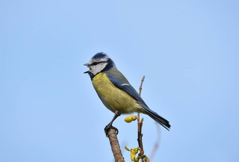 Blue Tit (Cyanistes caeruleus), sitting in the Forsythia, (Forsythia × intermedia Zabel)