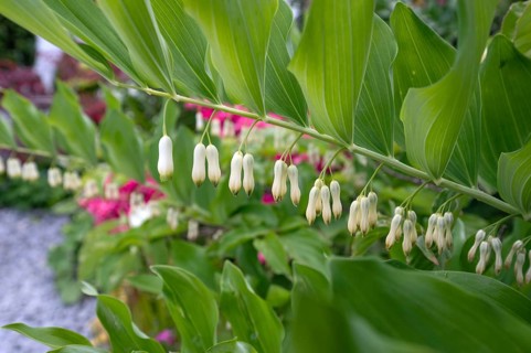 Polygonatum multiflorum (Polygonatum multiflorum), Bavaria, Germany
