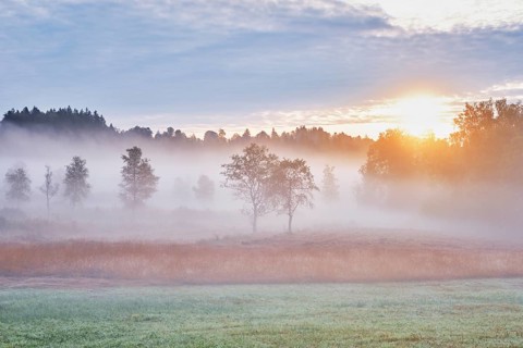 Trees in the early morning mist at sunrise, Eigenried raised bog, Zugerberg, Canton Zug,