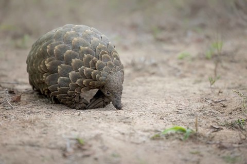 Cape Pangolin (Smutsia temminckii) close-up, Limpopo, South Africa