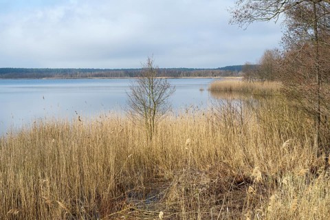 Trees and reeds on the shore of Lake Rederangsee, Müritz National Park, Mecklenburg Lake District,