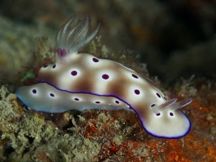 Lateral view of a white nudibranch with purple spots, Hypselodoris tryoni, dive site Gondol Reef,