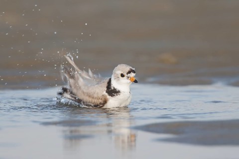 Piping Plover in breeding plumage bathing on New England beach