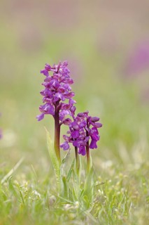 Green-winged orchid (Anacamptis morio), two inflorescences next to each other in a meadow,