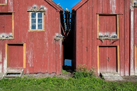 Black-legged kittiwakes (Rissa tridactyla) nesting in the facade of old houses, Vardø, Varanger,