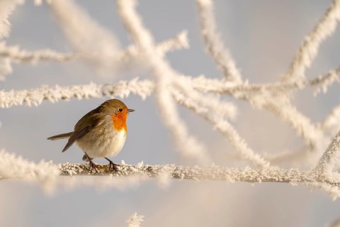Robin (Erithacus rubecula), sitting on a branch, Schlitters, Tyrol, Austria