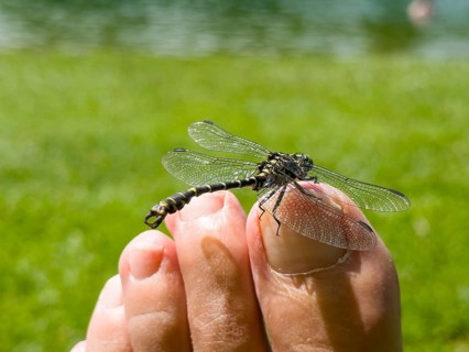 Onychogomphus forcipatus (Onychogomphus forcipatus) sitting on foot toe, Lake Neubeur, Bavaria,