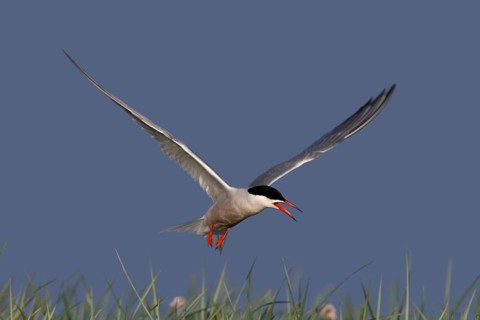 Common Tern (Sterna hirundo), flight study, animal in flight, Lower Saxon Wadden Sea National Park,