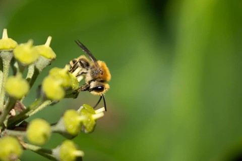 Ivy bee (Colletes hederae) adult insect feeding on an ivy plant flowers in the summer, England,