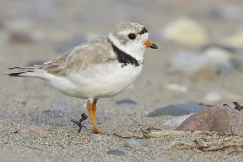 Piping Plover (Charadrius melodus), Newfoundland, Canada
