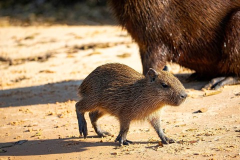Capybara (Hydrochaeris hydrochaeris) Pantanal Brazil