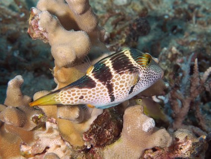 A black and white fish, saddlehead pufferfish (Canthigaster valentini), next to corals, swimming