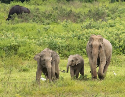 Indian elephants (Elephas maximus indicus) and gaur (Bos gaurus), Khiri Khan, Hua Hin, Kui Buri