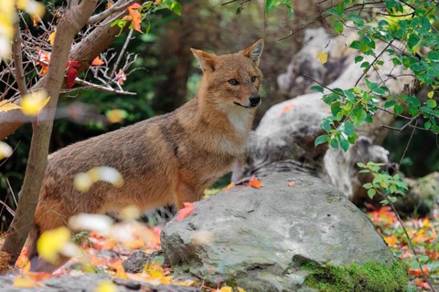 A golden jackal (Canis aureus) stands behind a rock between bushes at the edge of the forest