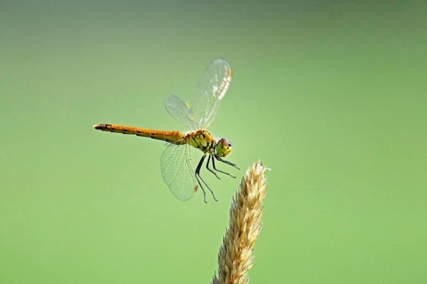 Marsh dragonfly (Sympetrum depressiusculum), female approaching a blade of grass, Switzerland