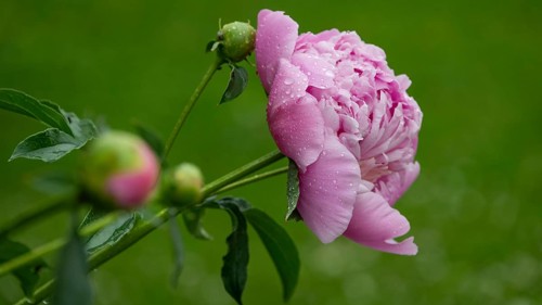 Common peony (Paeonia officinalis), also known as true peony, farmer's peony, garden peony,