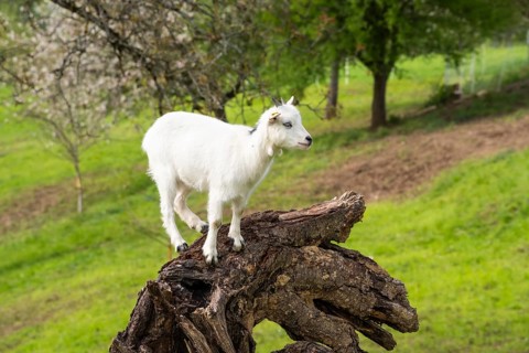 White domestic goat climbing on a tree trunk. Grazing. Germany