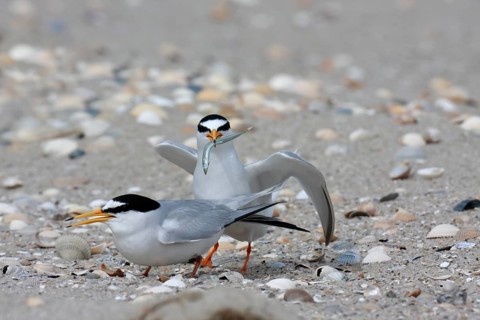 Little Tern (Sternula albifrons), pair during mating ritual, adult birds in courtship display, pair