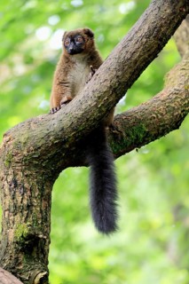 Red-bellied lemur (Eulemur rubriventer), adult, female, on tree trunk, alert, Madagascar