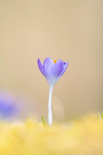 Flowering crocuses (Crocus) in the garden in springtime on a sunny day, Bavaria, Germany