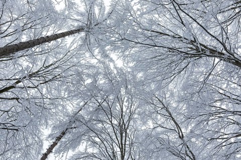 View upwards into the treetops, which are thickly covered with snow and hoarfrost, winter forest at