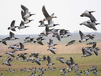Barnacle Geese (Branta leucopsis), flock of adult birds in flight, island of Texel, Holland