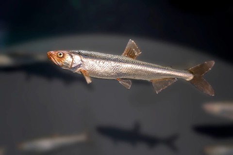 European smelt, Osmerus eperlanus