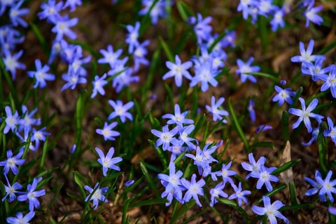 Blue star (Scilla), a field of bluish-purple blue stars covers a meadow in spring light,