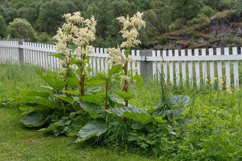 Rhubarb, large flowering rhubarb plant, Kongsvoll or Kongsvold Fjeldstue, historic mountain hut,