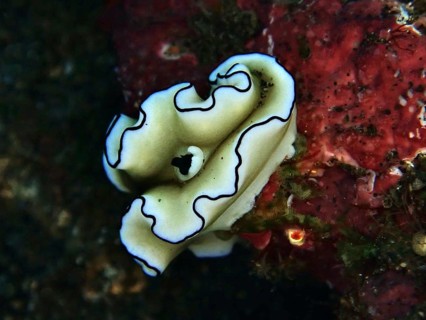 Beige wavy snail with black patterns, Black-margined Glossodoris (Doriprismatica atromarginata), on
