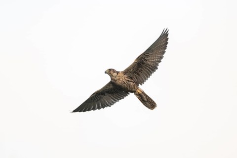 Peregrine falcon (Falco peregrinus) flying, autumn, Bavaria, Germany
