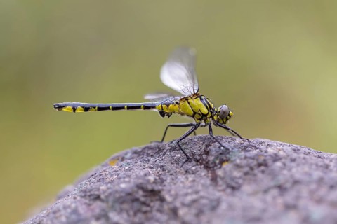 Common Club-tail, (Gomphus vulgatissimu), damselfly, damselfly, dragonfly, insect, Lesbos, Lesbos