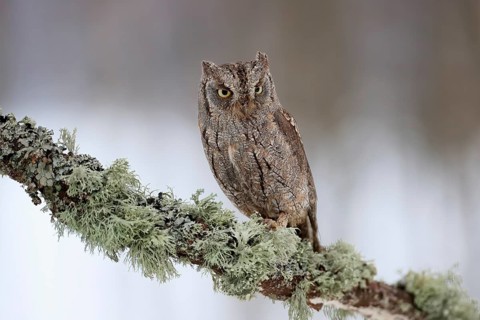 European scops owl (Otus scops), adult, perch, winter, snow, alert, Bohemian Forest, Czech Republic