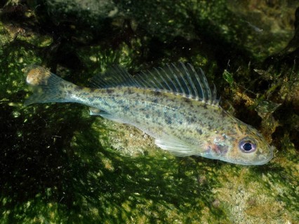 A ruffe (Gymnocephalus cernua) swimming over algae in the water, dive site Großer Parkplatz,