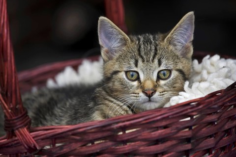 Domestic cat (Felis catus) resting in red basket