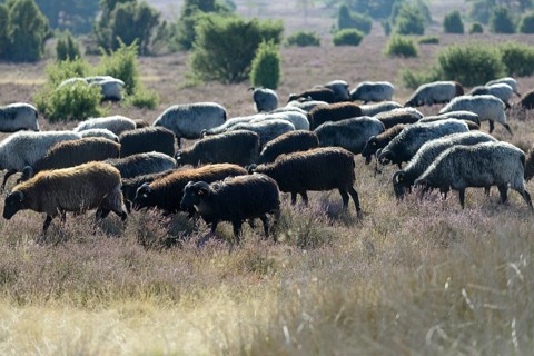 Heidschnucken (Ovis aries), herd in the blooming heathland, Südheide Nature Park, Lüneburg Heath,