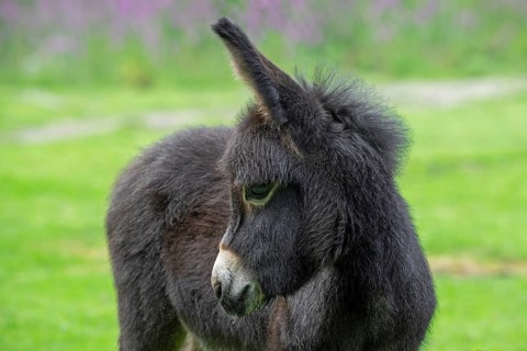 Miniature donkey, close-up portrait of cute black foal in meadow in spring, Mediterranean donkey